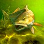 My Fishing World (MOD Mua Sắm Miễn Phí)