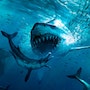 Megalodon Simulator (MOD Menu, Money, Skills)
